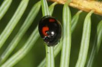 Exochomus quadripustulatus