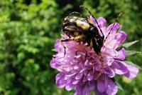 Rutpela maculata