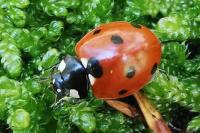 Coccinella septempunctata