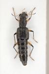 Stenus cicindeloides