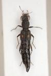 Stenus bimaculatus