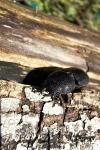 Dorcus parallelipipedus