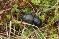 Timarcha tenebricosa