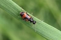 Anthicus antherinus