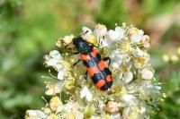 Trichodes alvearius
