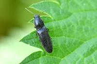 Cidnopus pilosus