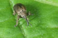 Trichopterapion holosericeum