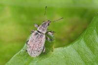 Polydrusus cervinus