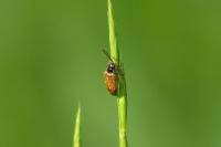 Drilus flavescens