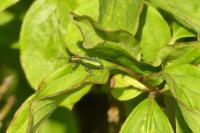 Chrysanthia viridissima