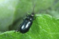 Phratora vulgatissima