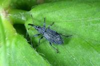 Catapion seniculus