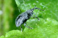 Catapion seniculus