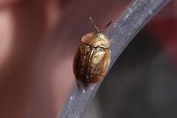 Hypocassida subferruginea