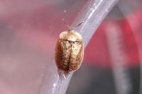 Hypocassida subferruginea