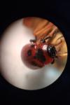 Gonioctena viminalis
