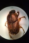 Euoniticellus fulvus