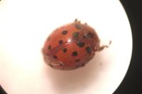 Subcoccinella vigintiquatuorpunctata