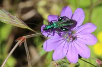 Oedemera nobilis
