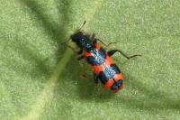 Trichodes alvearius