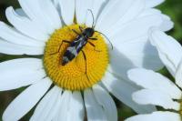 Chlorophorus figuratus