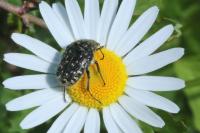 Oxythyrea funesta