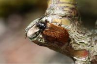 Drilus flavescens