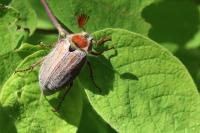 Melolontha hippocastani