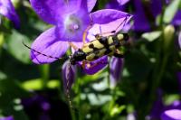 Rutpela maculata