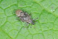 Peritelus sphaeroides