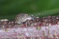 Peritelus sphaeroides
