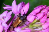 Stictoleptura maculicornis