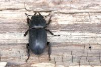 Dorcus parallelipipedus