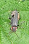 Cantharis fusca