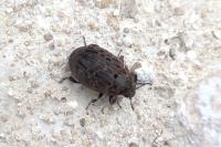 Byrrhus pilula