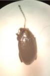 Chaetocnema concinna