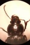Anisodactylus binotatus