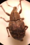 Tropiphorus elevatus