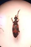 Anthicus antherinus