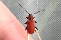 Pyrrhidium sanguineum