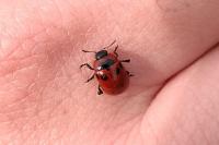 Gonioctena viminalis