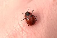 Gonioctena viminalis