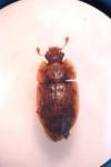 Soronia grisea
