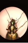 Agonum muelleri