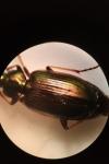 Agonum muelleri