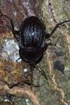 Phosphuga atrata