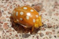 Halyzia sedecimguttata