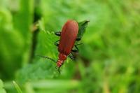 Pyrochroa serraticornis