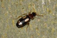 Dromius quadrimaculatus