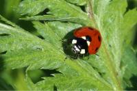 Coccinella septempunctata